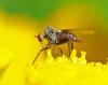 Empis nigripes
